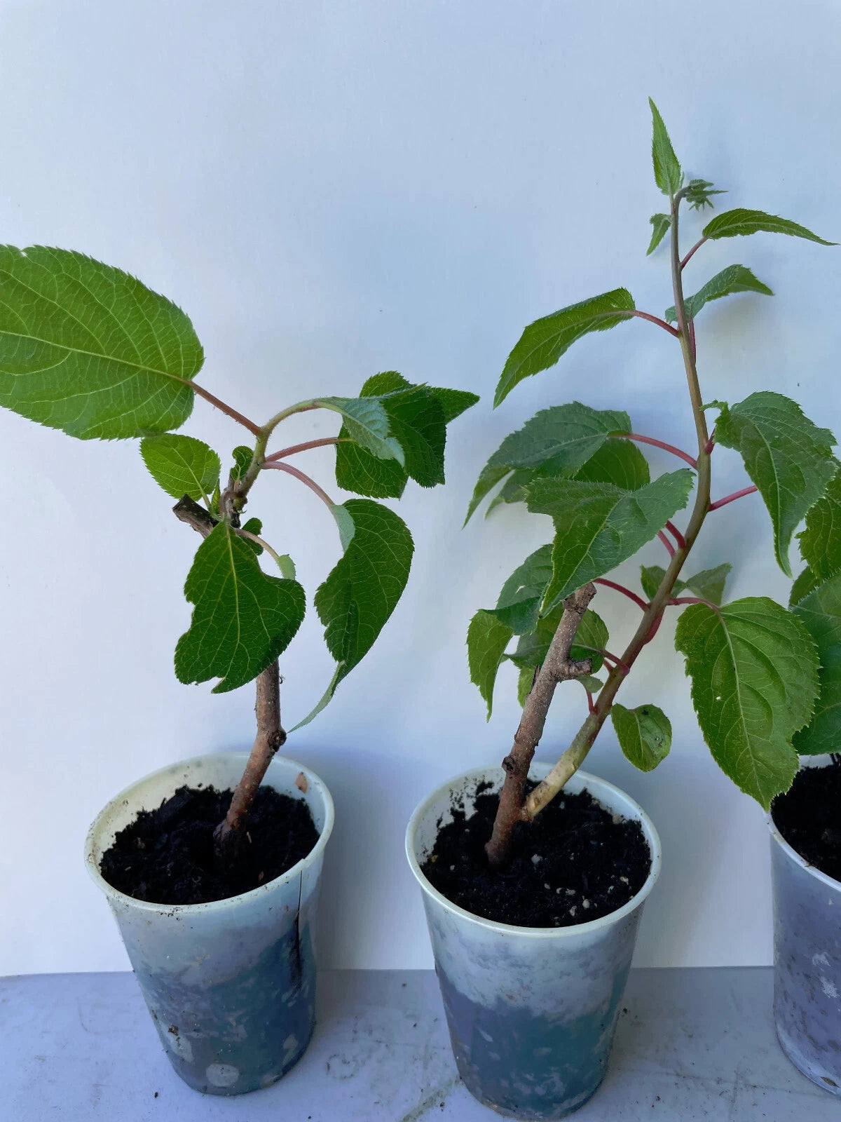 Hardy Kiwi Plant - Live Prolific Variety - Actinidia Arguta - Edible Fruit Vine for Home Garden