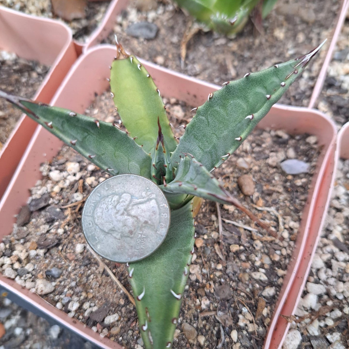 Agave Neomexicana Bare Root Plant | Desert Succulent | Drought-Tolerant Agave Variety | Ideal for Xeriscaping