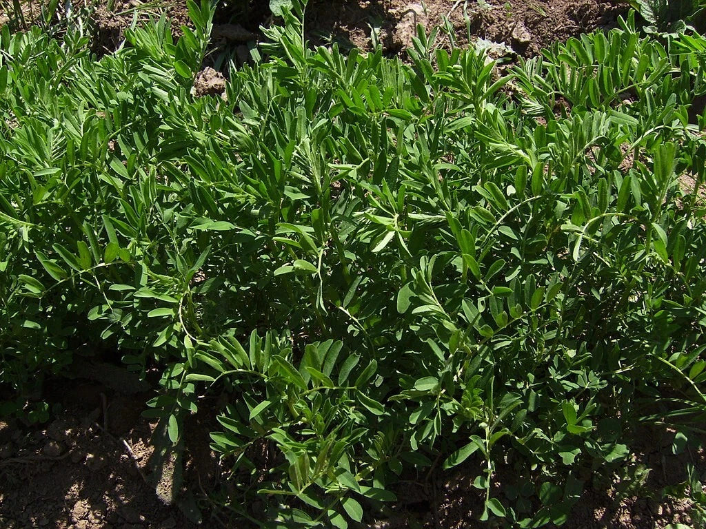 where to buy lentil seeds for planting Organic Black Lentil Seeds - 200 Non-GMO Seeds for Sprouting
