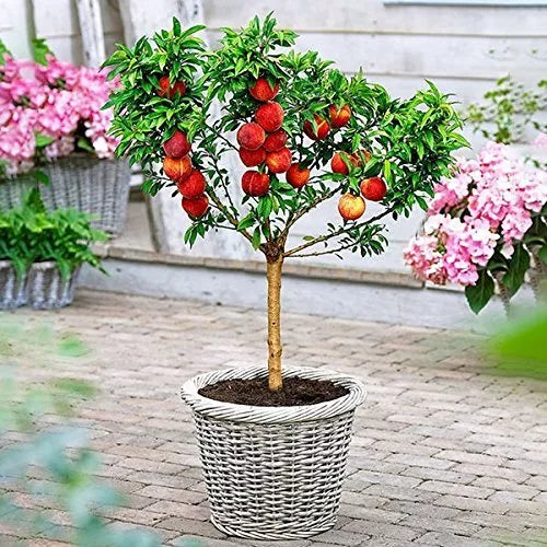 Peach Bonsai Tree Seeds - 4 Large Fruit Bearing Seeds - Prunus persica   Jayme Garden
