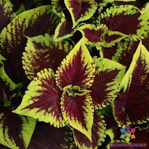 Kong Scarlet Coleus Seeds - 25+ Premium Garden Seeds for Planting - Colorful Foliage - Free Shipping in USA