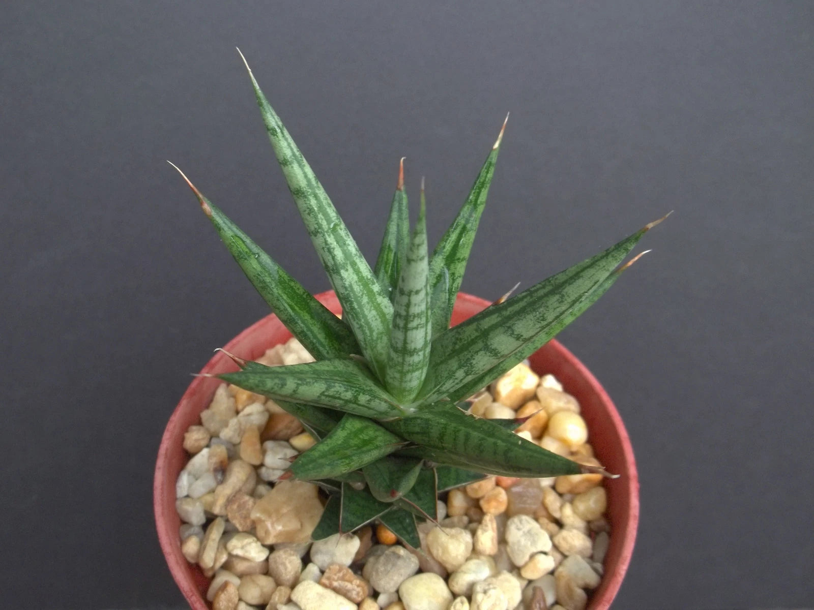 exotic snake plant Sansevieria Francisii 4" Rare Exotic Succulent Outdoor Collector Plant