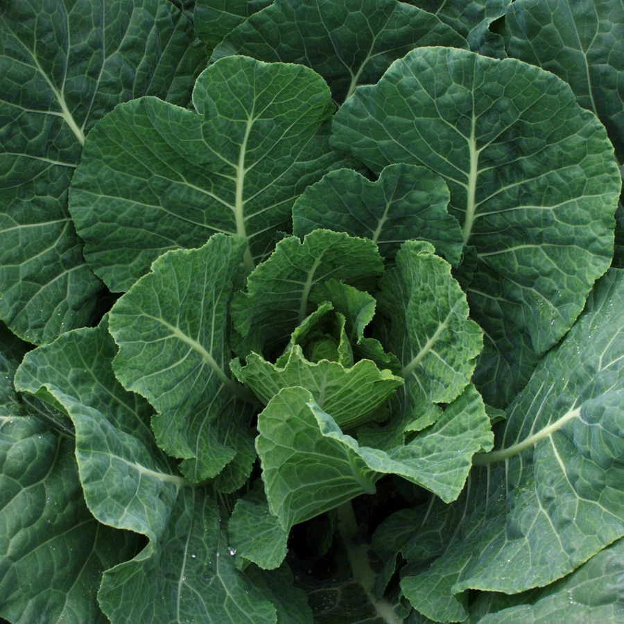 Champion Collard Seeds 300+ Non-GMO Greens Microgreen - Brassica oleracea