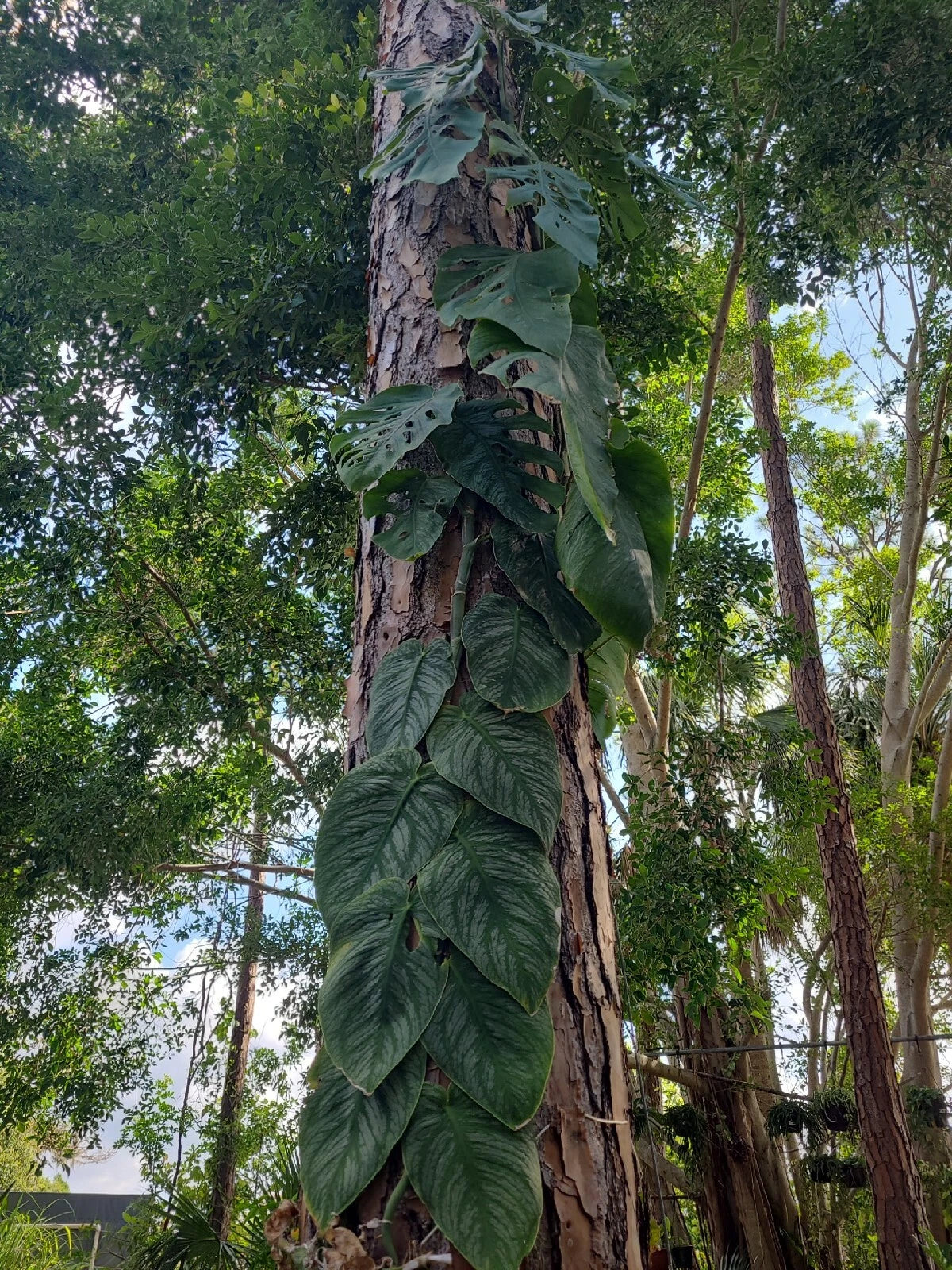 Monstera Dubia Unrooted Cutting 1 Node Fresh Plant, Indoor Tropical Ho –  Jayme Garden