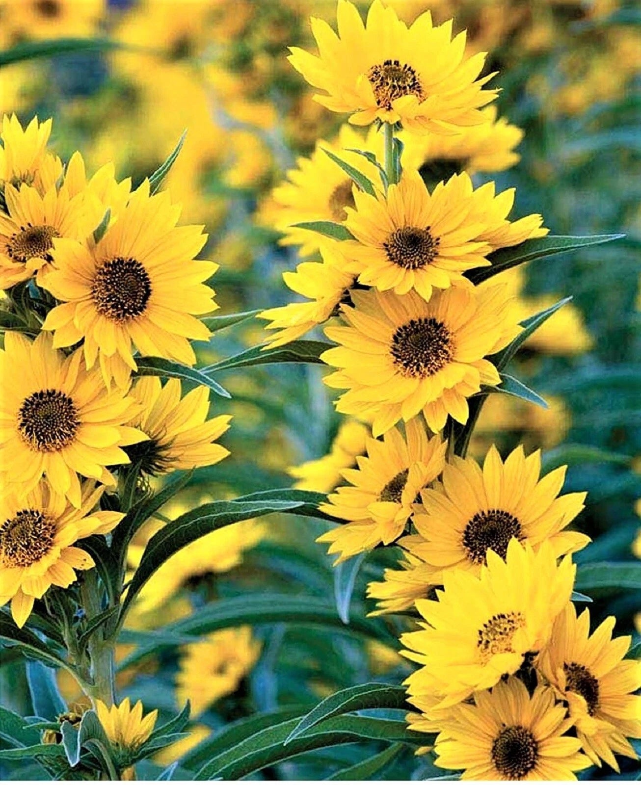 Maximilian Sunflower Seeds - 100+ Non-GMO Seeds for Planting - Helianthus maximiliani