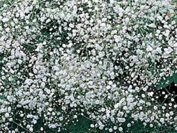 Baby's Breath Seeds - 100+ Newly Harvested - Beautiful Snow-Like Blooms - Gypsophila elegans