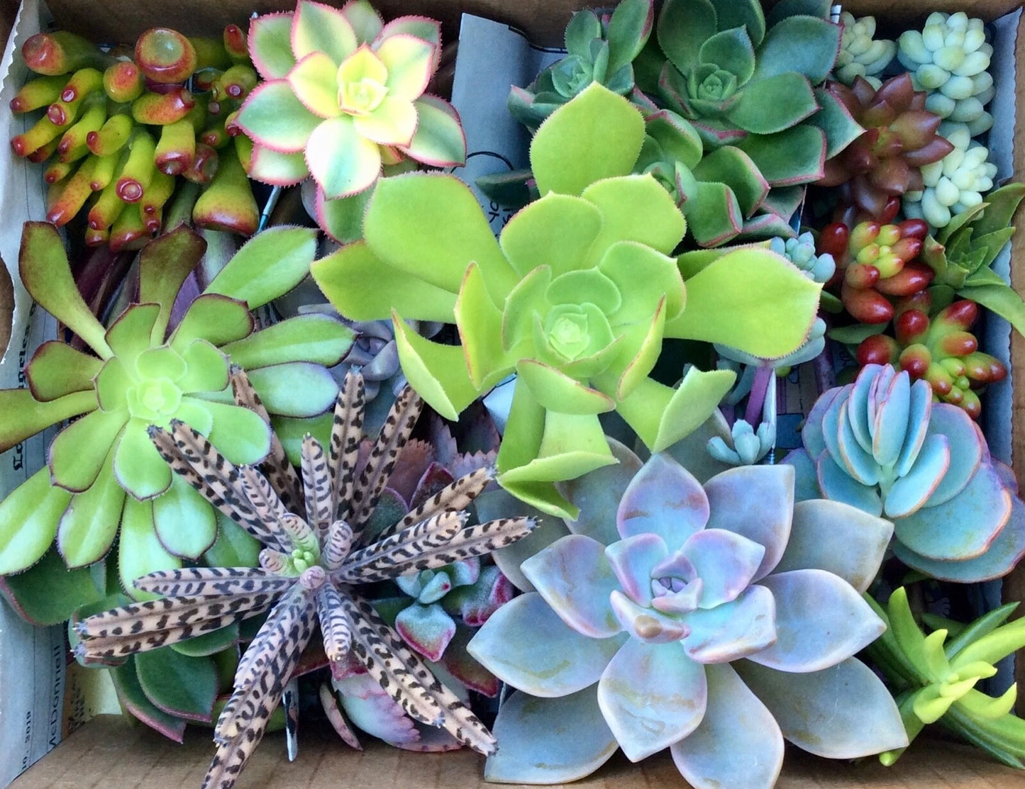 Assorted Succulent Cuttings - 55 Variety Pack - Free Shipping - Ideal for Plant Lovers - Perfect for DIY Projects