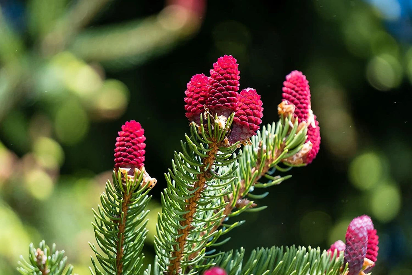 30 Red Spruce Tree Seeds - Picea Rubens - Planting Seeds - Grown in Iowa, USA