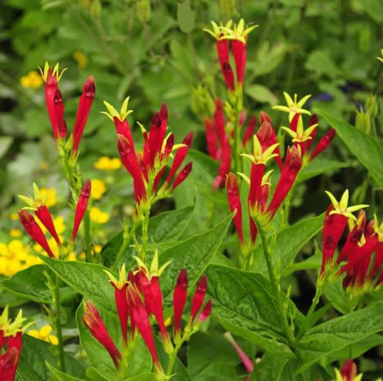 Indian Pink Bare Root Live Plant - Spigelia Marilandica Perennial Garden Flower