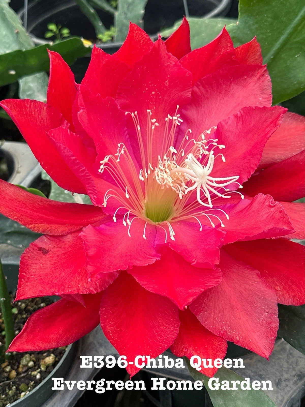 Epiphyllum Orchid Cactus “Chiba Queen” in 4” Starter Pot | Rooted  Houseplant