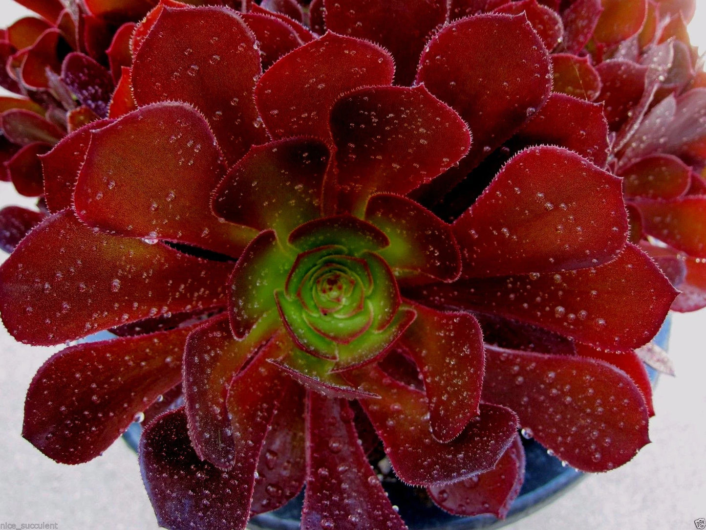 Aeonium Kokino Hybrid Succulent Cuttings - 2 Fresh & Healthy Cuttings, Rare Variety