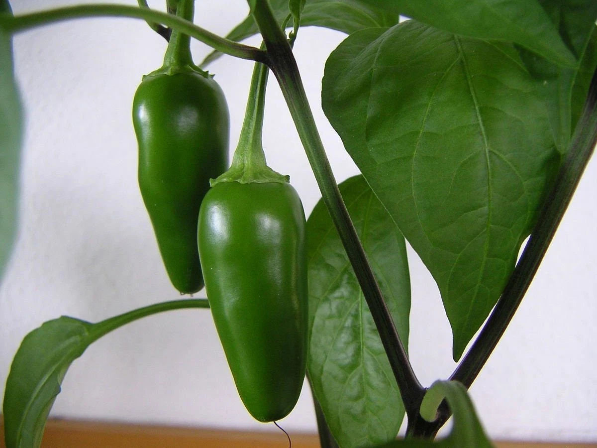 Jalapeno Hot Spicy Pepper Seeds Non-GMO, Vegetable Garden Seeds, Capsicum annuum