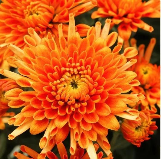 Citrus Glow Mum Seeds - 200+ Chrysanthemum Flower Seeds - Bright Orange and  Yellow Blooms