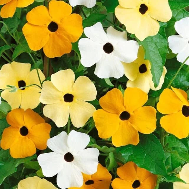 Black Eyed Susan Vine Seeds | Mixed Color | Exotic Garden Flowers | Thunbergia alata
