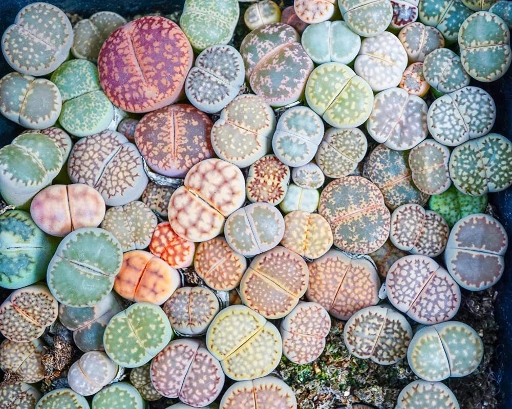 lithops succulents seeds Lithops Seeds 50 Mixed Varieties