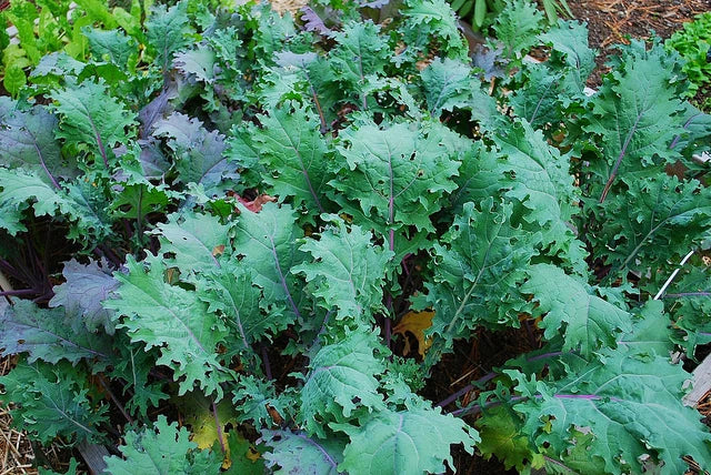 Kale Seeds - Red Russian Variety - Oak Leaf Cut - Hardy to -10°F - Heirloom Gardening Seeds - Brassica oleracea