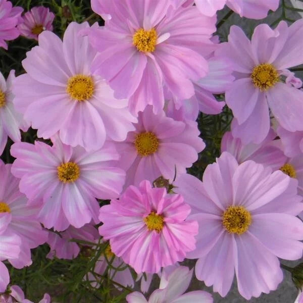 Apollo Lovesong Cosmos Seeds - 200+ Pack for Garden Planting - Colorful Annual Flowers - Cosmos bipinnatus