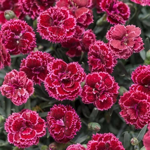 Black Cherry Carnation Seeds - 100 Perennial Dianthus Flower Seeds - Vibrant Dark Red Blooms for Garden Planting