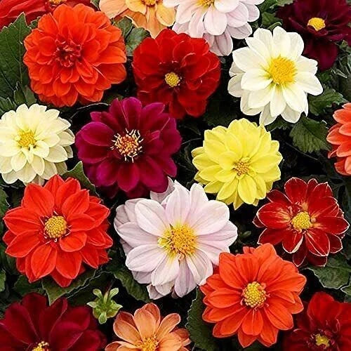 Bedding Dahlia Seeds - 25 Pack - Perennial Flower Seeds - Unwins US 1160 - Colorful Dahlia Varieties