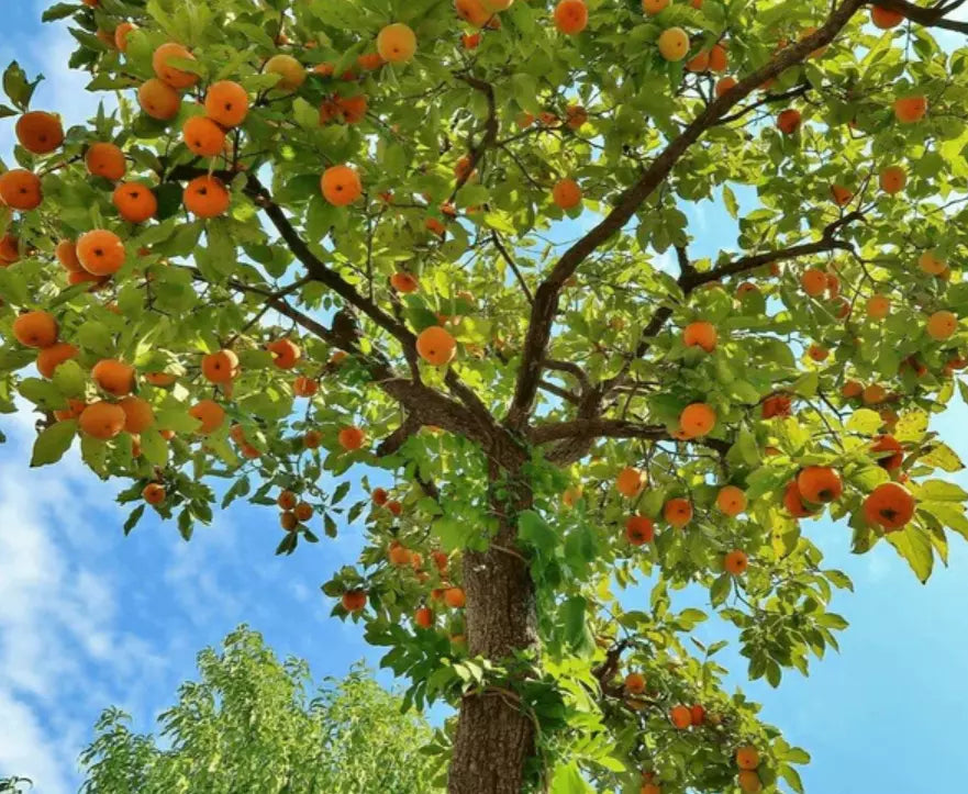 American Persimmon Tree 6-12" Quart Pot Cold Hardy Heirloom Diospyros Virginiana Orange Full Sun Outdoor