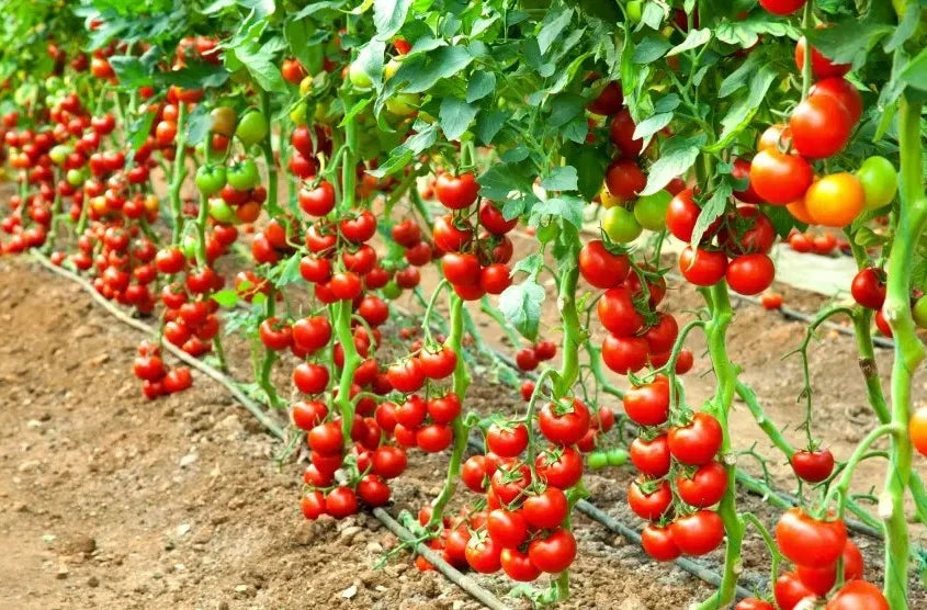Early Cascade Tomato Seeds - Organic Heirloom - NON-GMO - 10+ Seeds - Rare Variety - Solanum lycopersicum