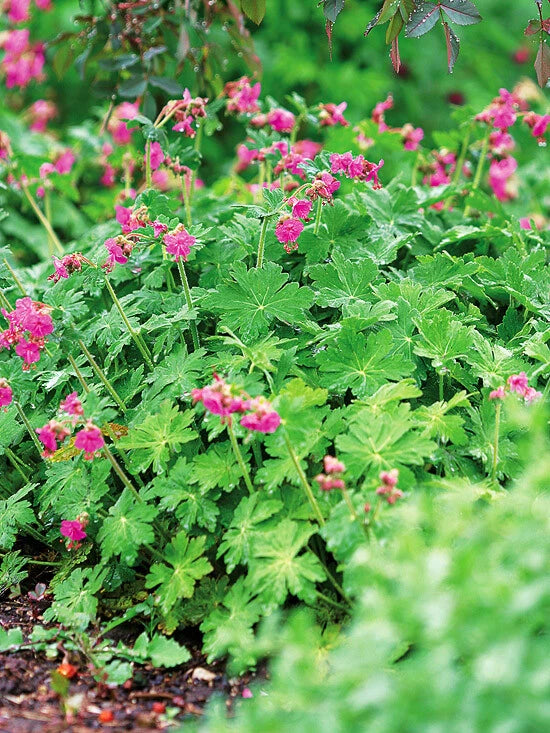 big root geranium seeds Big Root Geranium Live Plants Set of 3
