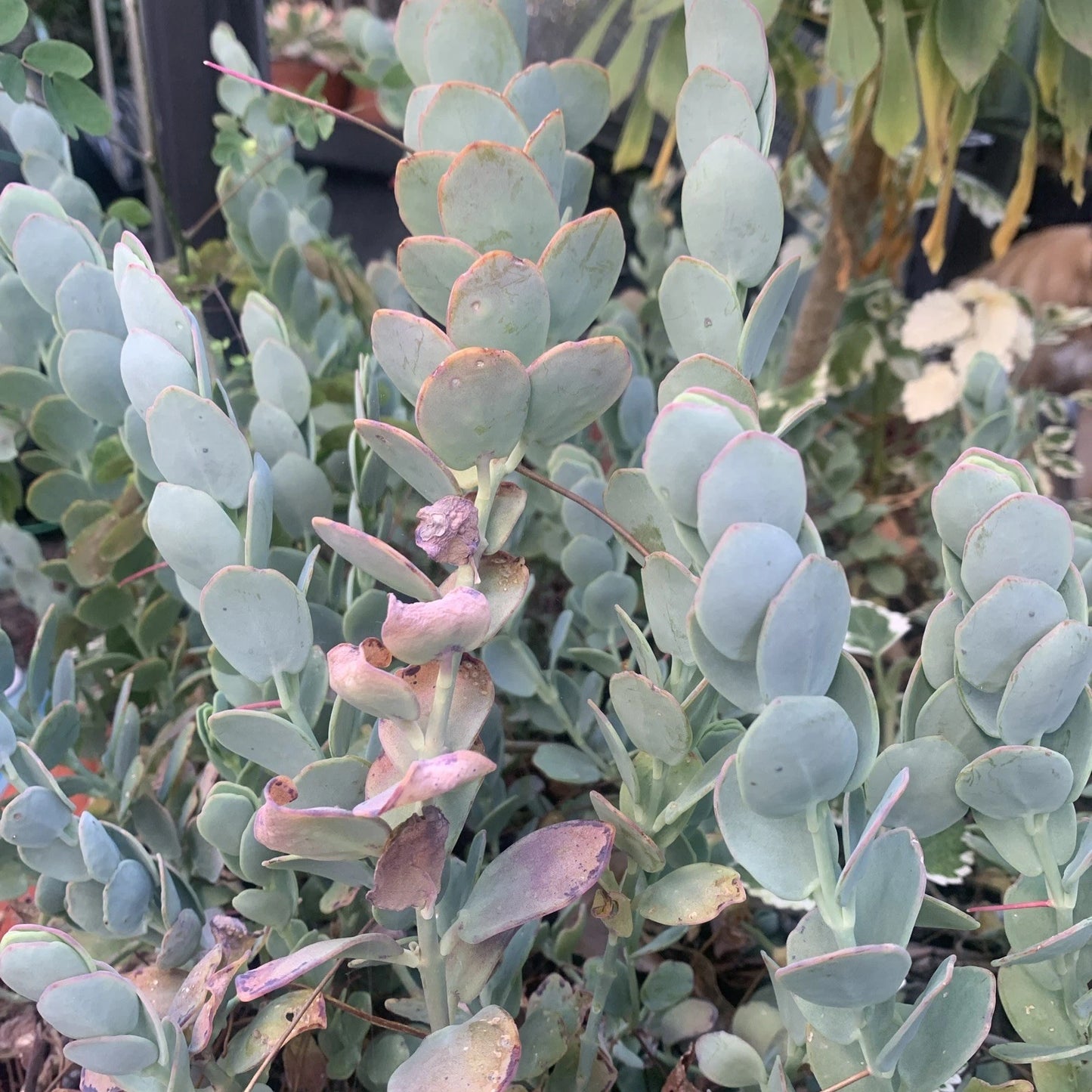 Kalanchoe Marnieriana Cuttings - 3 Pieces - Succulent Plant Clippings for Propagation - Decorative Indoor Plant