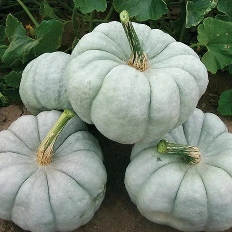 Blue Doll Pumpkin Seeds - Organic 10 Count - Cucurbita pepo - USA Grown, Ships Free