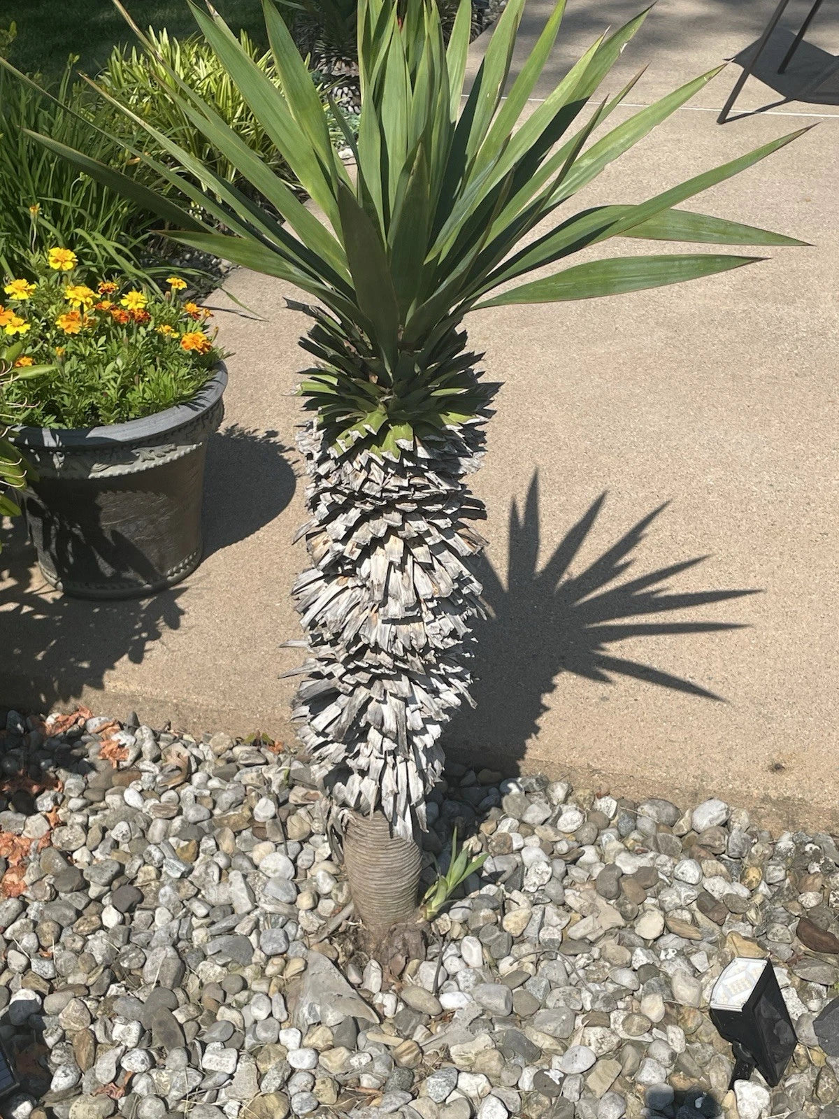 are yuccas succulents Yucca Pups Bare Root Plant - Hardy Succulent Variety - Perfect for Indoor/Outdoor Gardens