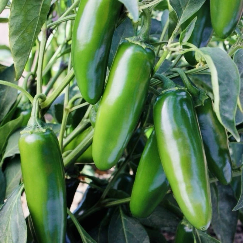 Jalapeno Hot Pepper Seeds - 100+ Heirloom Non-GMO Medium Peppers | Capsicum annuum | Fast Shipping USA