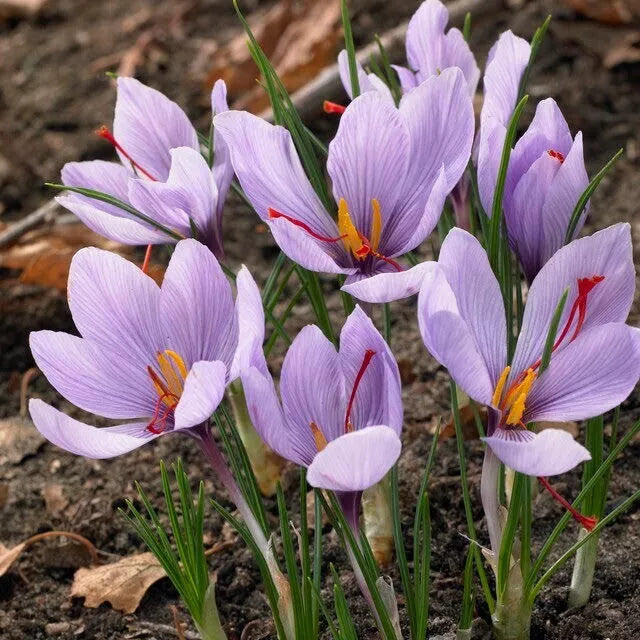 Saffron Autumn Crocus Seeds - 50 Pack, Fall-Blooming Purple Beauty, Crocus sativus