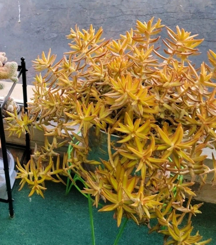 yellow orange succulents Coppertone Stonecrop Cuttings - 6 Sedum Adolphi Succulents
