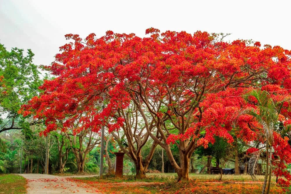 20 Seeds Delonix regia - Royal Poinciana Flame Tree - Flamboyant Red Flowers, Tropical Garden Plant