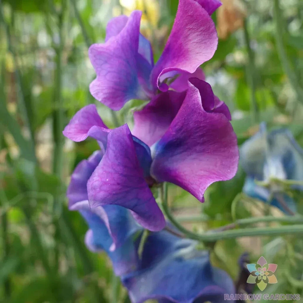 Blue Shift Sweet Pea Seeds - 50+ Premium Seeds for Garden Planting - Lathyrus odoratus - USA Made, Free Shipping
