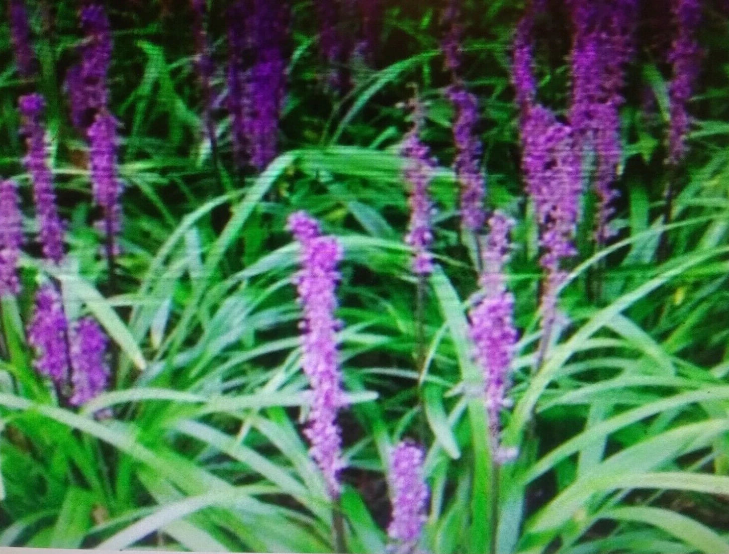 Liriope Plant Bare Root Starter 4"-6" Monkey Grass Lilyturf (Liriope ...