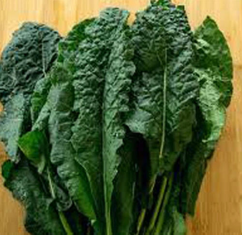 Lacinato Kale Seeds - 200+ Heirloom Dinosaur Kale - Italian Variety - Brassica oleracea