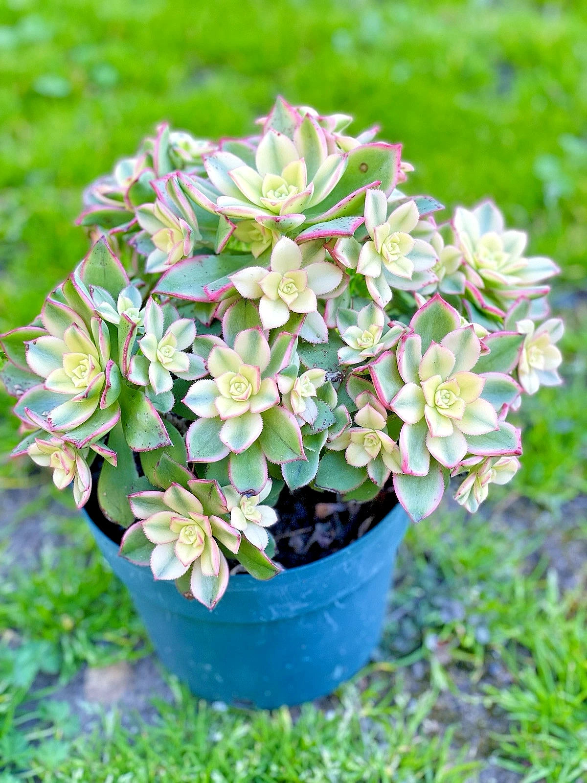 Aeonium 'Kiwi' Variegated Succulent Cutting 2-3” | Rare Live Plant | Indoor Garden Decor