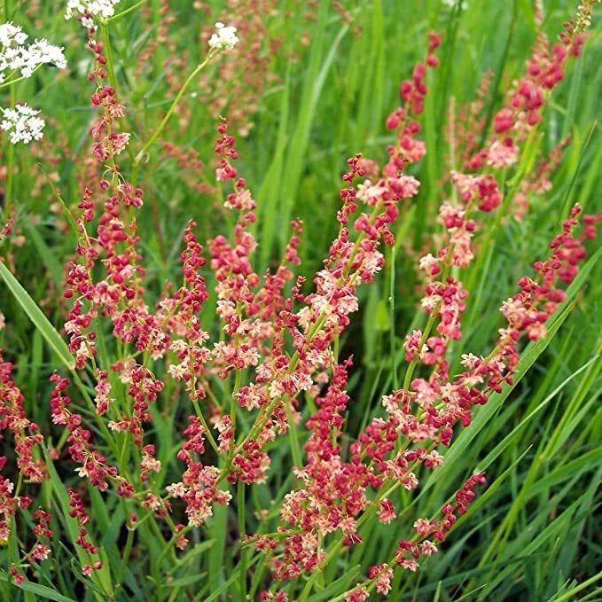 sorrel plant seeds Sheep Sorrel Seeds Packet of 100 Seeds Rumex acetosella Edible Herb Ga – Jayme Garden