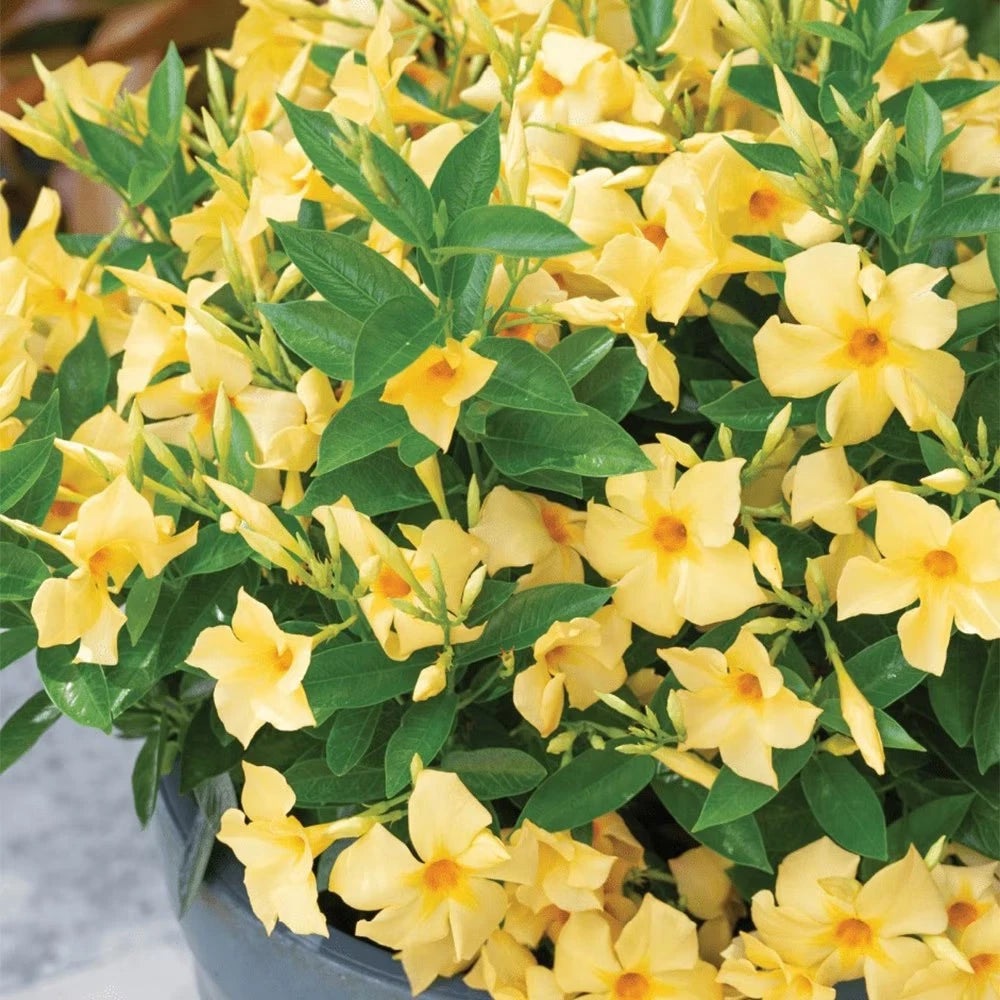 Yellow Dipladenia Starter Plant 4” | Tropical Flowering Vine | Mandevilla  Sanderi