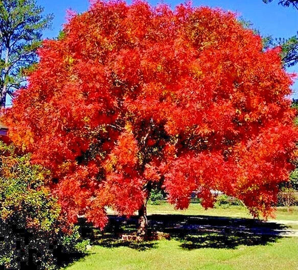 Chinese Pistachio Tree Seeds - 10 Pack, Hardy Bonsai Plant, Pistacia chinensis