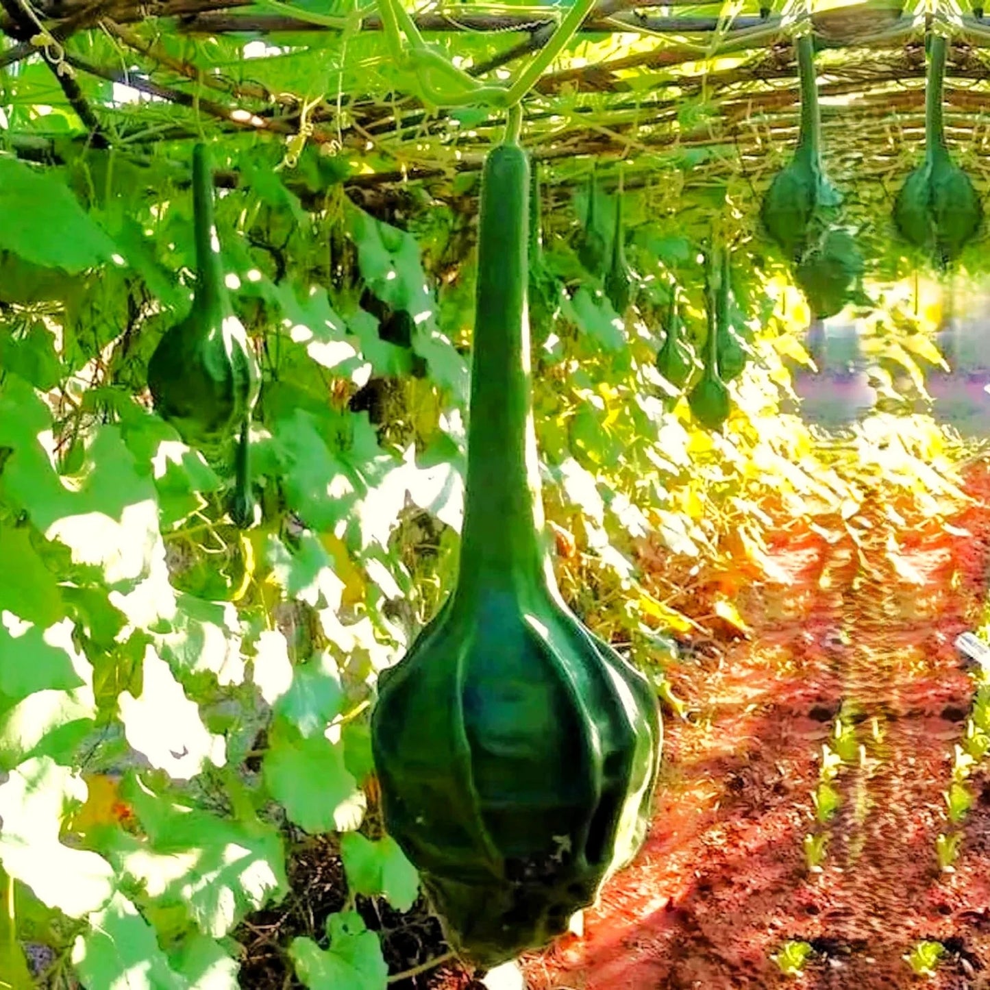 Caveman's Club Gourd Seeds - Maranka Large Variety for 2025 Planting - Unique Heirloom Vegetable Seeds