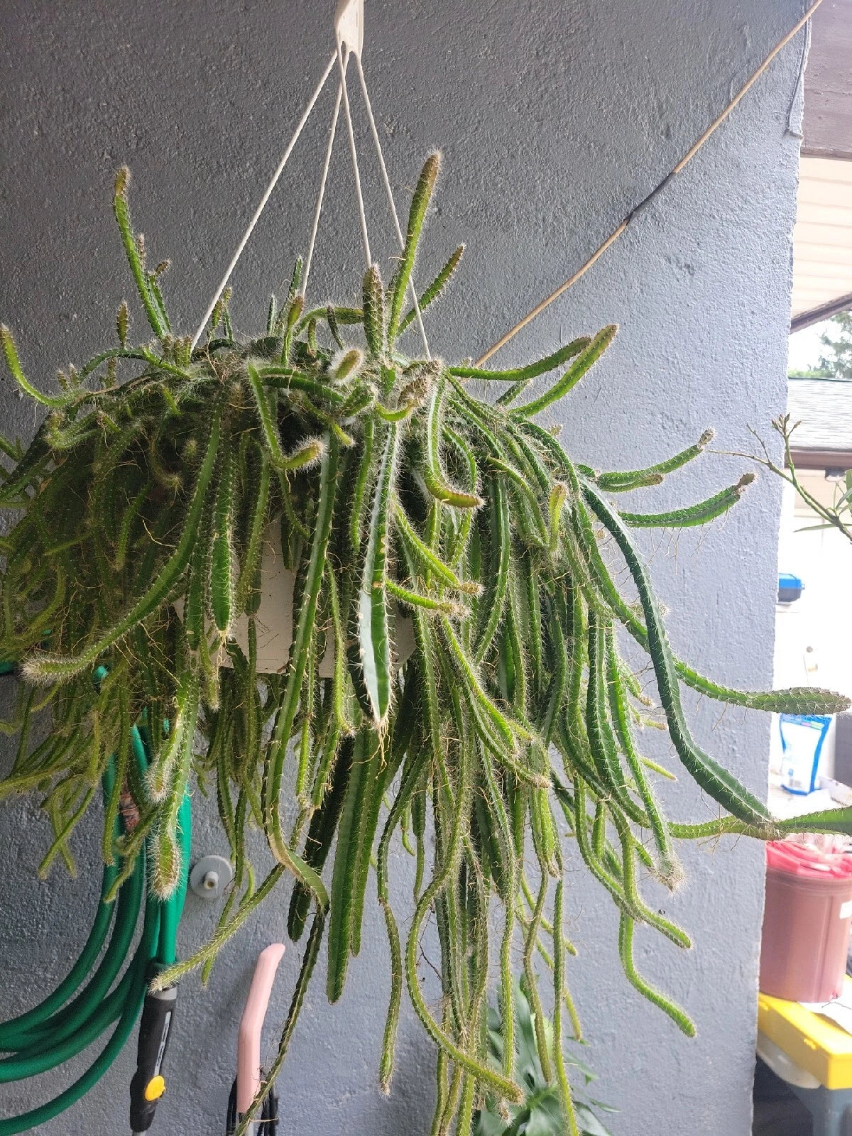 cola on snake plant Medusa Dog Tail Cactus Cuttings 5 Unrooted Cola De Perro