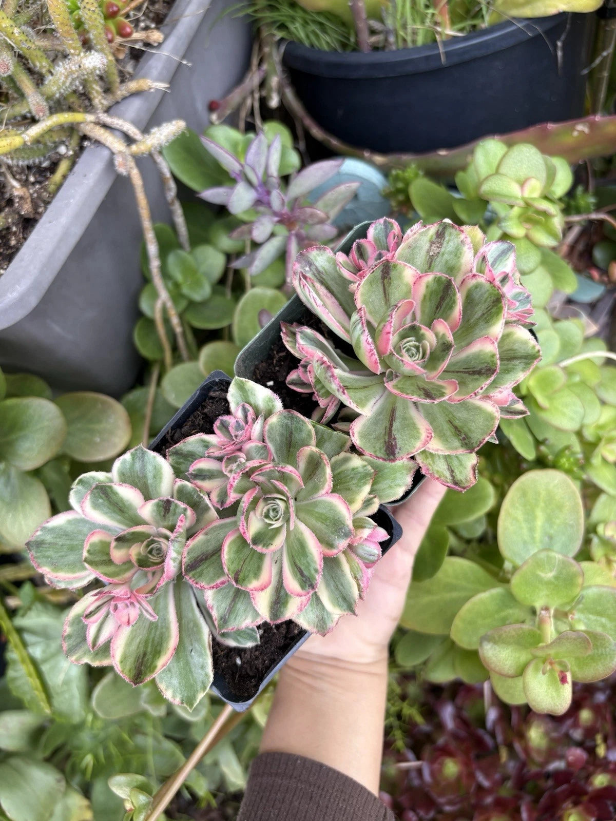 Aeonium Fuji Cuttings - Succulent Plant Cuttings for Propagation - Aeonium arboreum 'Fuji'