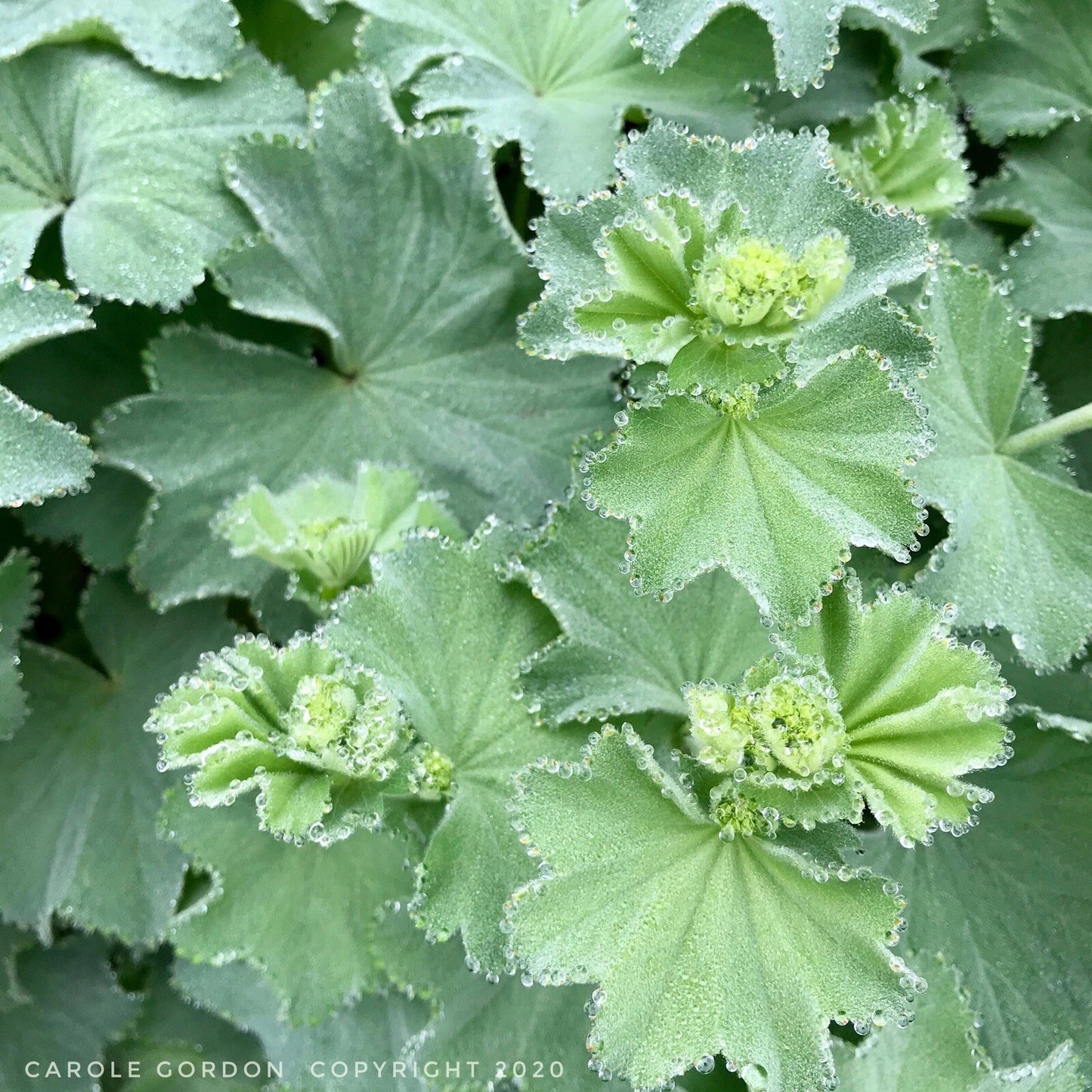 Lady's Mantle Bare Root Starter Plants - Alchemilla Mollis Perennial - 2 Pack - USA Grown