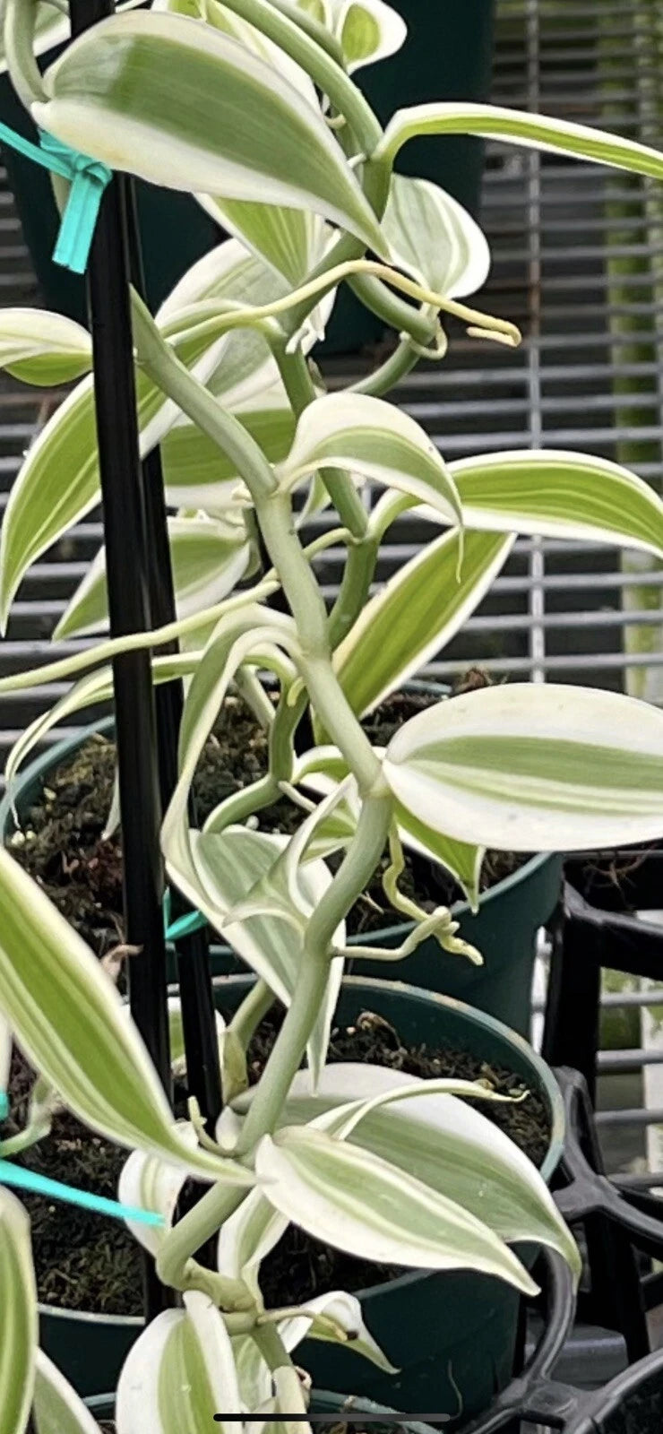 One Foot Cutting White Variegated Vanilla Planifolia Orchid Variegata Plant  – Jayme Garden