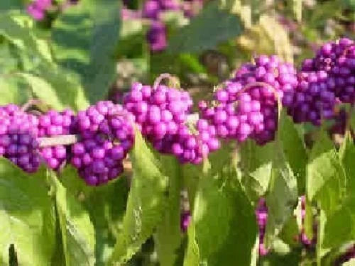 American Beauty Berry Seeds - 25 Count - Callicarpa americana - Vibrant Purple Berries - Native Plant Gardening
