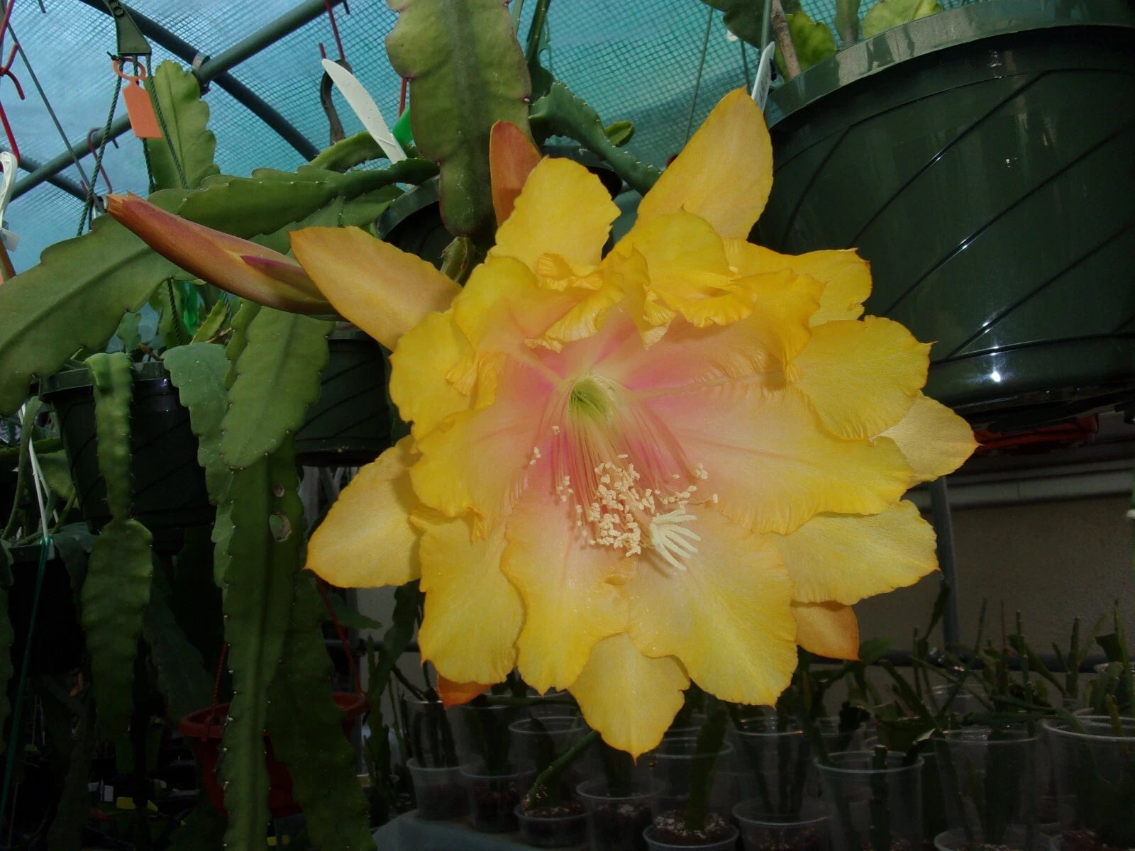 succulent epiphyllum Epiphyllum Orchid Cactus Cutting - Clarity's Abraxas - Tropical Houseplant - Easy Care Succulent