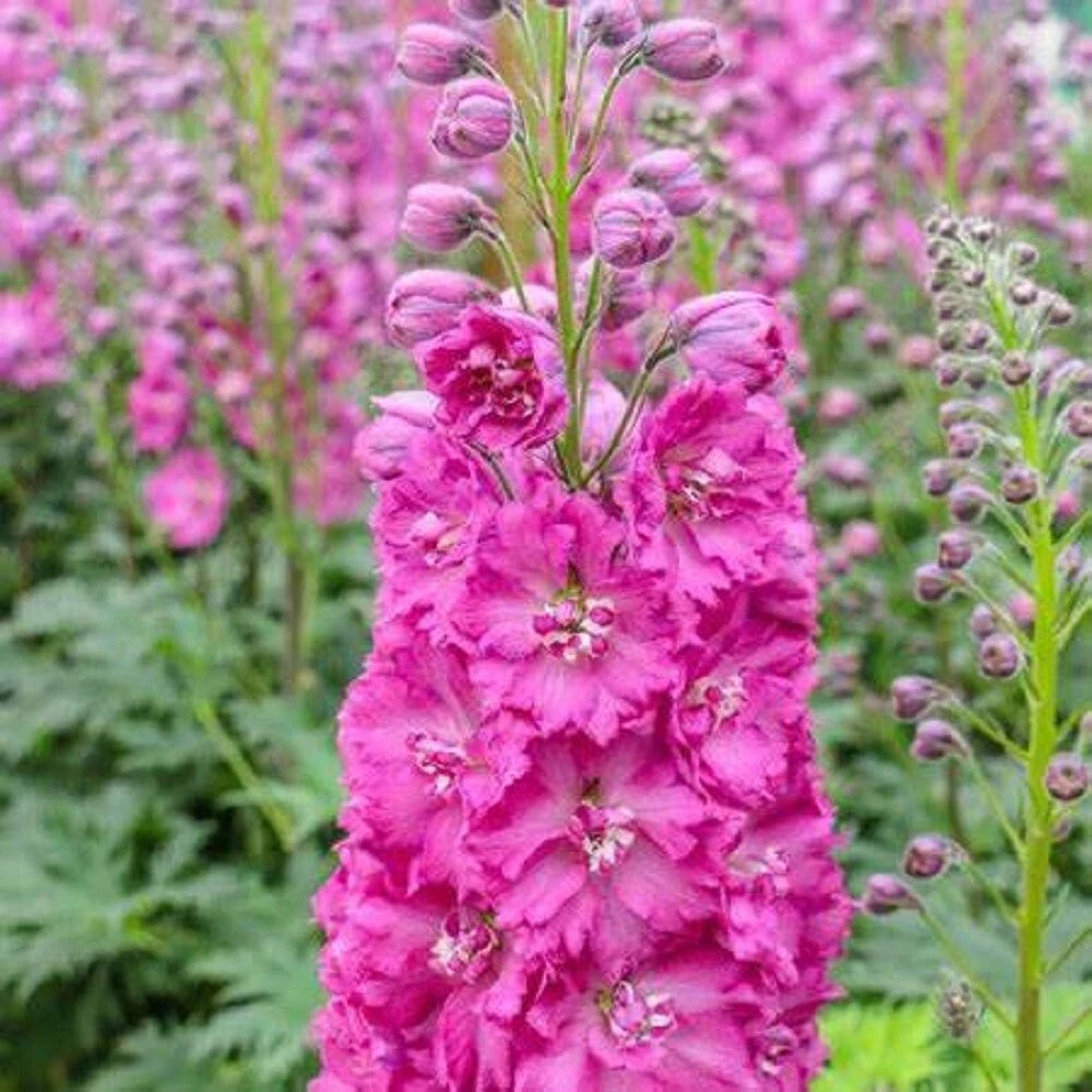 Bright Pink Delphinium Seeds - 50 Perennial Flower Seeds for Garden - Delphinium elatum