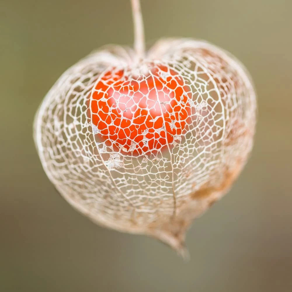 Chinese Lantern Seeds | 100+ Seeds | Bright Orange Blooms | Physalis alkekengi