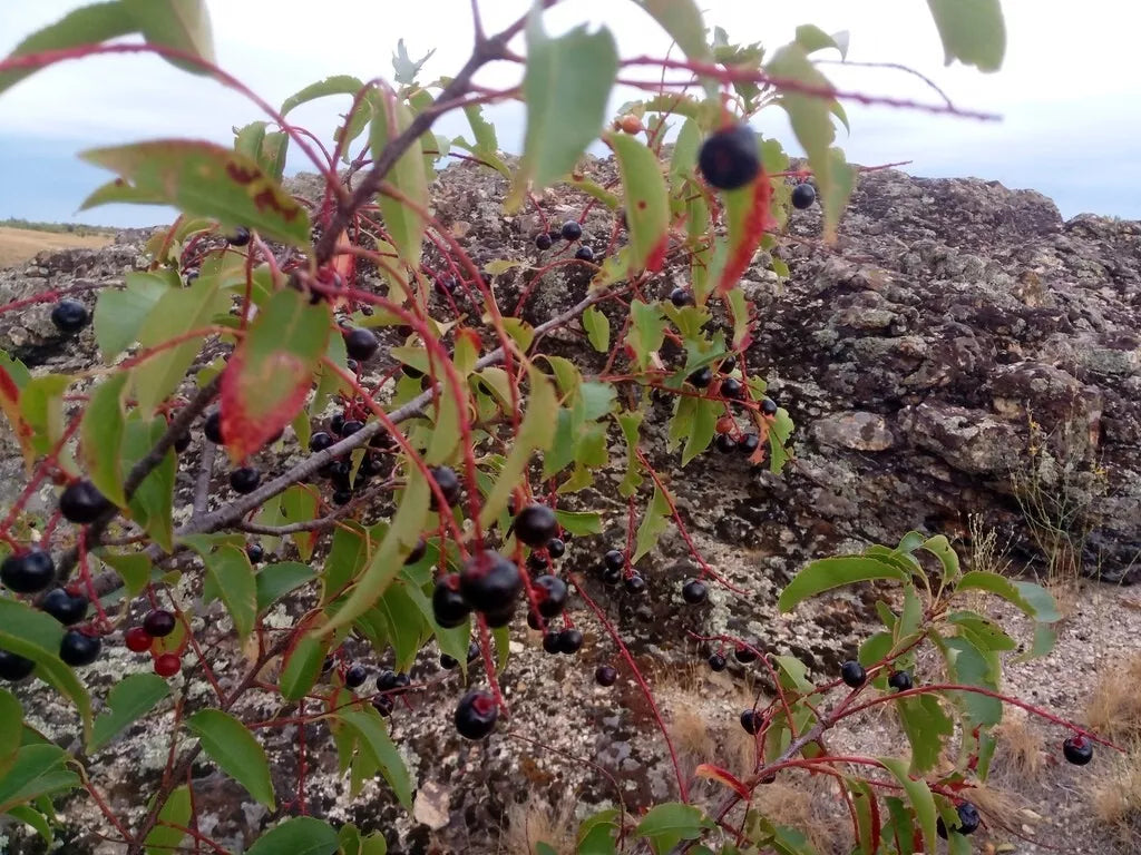 Black Cherry Tree Seeds - Prunus serotina - Wild Cherry - Organic, Non-GMO, Free Shipping